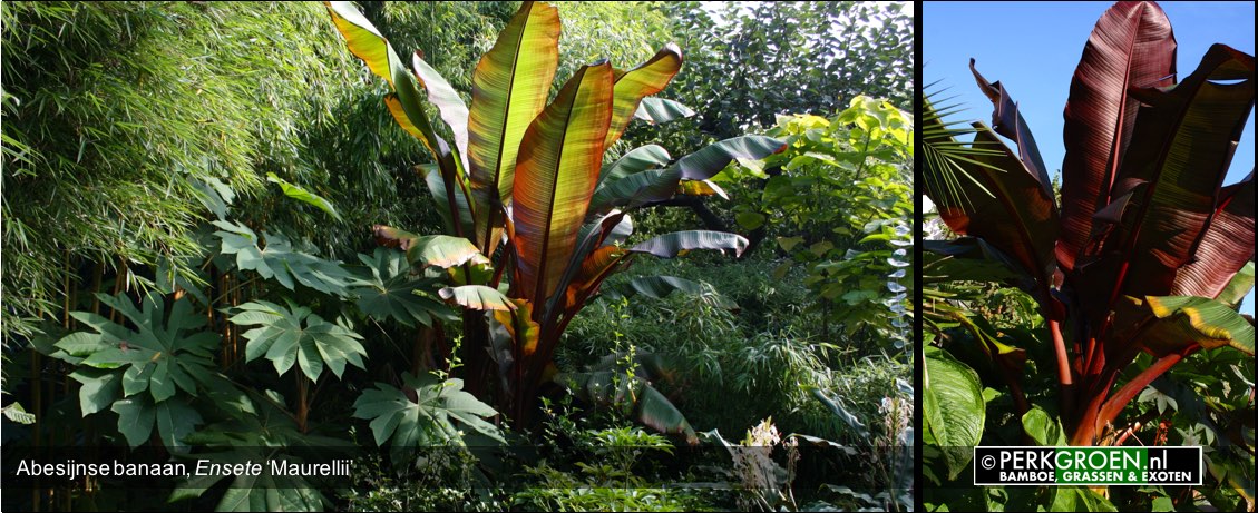 Abesijnse banaan Ensete Maurellii